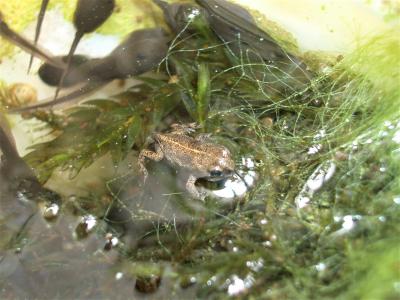 Crapaud calamite Epidalea calamita (Laurenti, 1768)