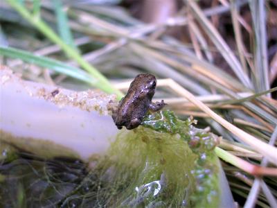 Crapaud calamite Epidalea calamita (Laurenti, 1768)