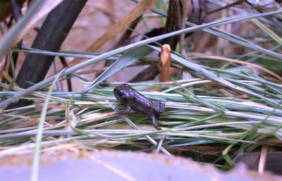 Crapaud calamite Epidalea calamita (Laurenti, 1768)