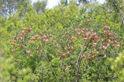 Baguenaudier, Arbre à vessies Colutea arborescens L., 1753