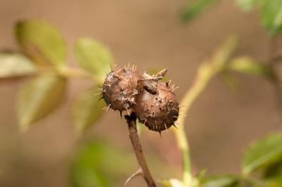  Diplolepis mayri (Schlechtendal, 1877)