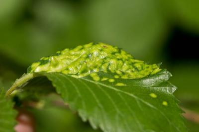  Tetraneura ulmi (Linnaeus, 1758)