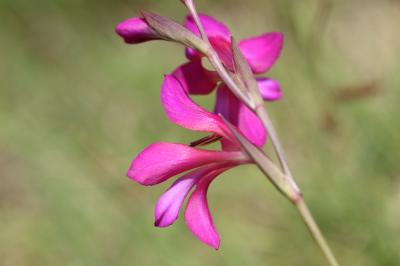 Glaïeul douteux Gladiolus dubius Guss., 1832