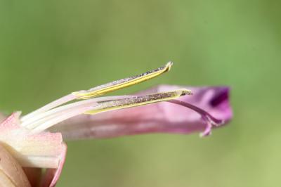 Glaïeul des moissons, Glaïeul d'Italie Gladiolus italicus Mill., 1768