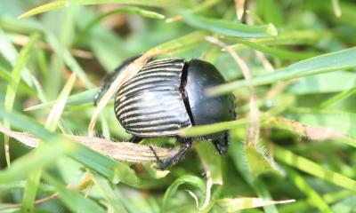  Scarabaeus laticollis Linnaeus, 1767