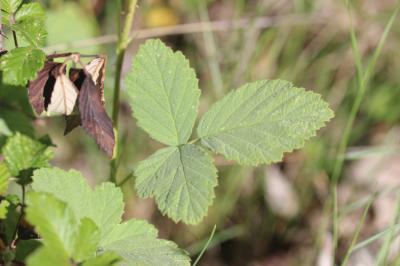 Ronce blanchâtre Rubus canescens DC., 1813