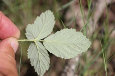 Ronce blanchâtre Rubus canescens DC., 1813