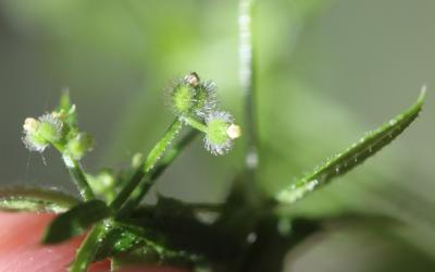 Petit Gratteron Galium aparine subsp. aparinella (Lange) Jauzein, 1995