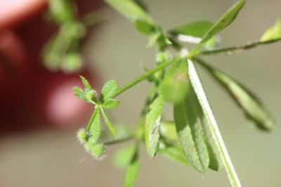 Petit Gratteron Galium aparine subsp. aparinella (Lange) Jauzein, 1995