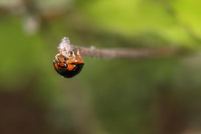  Parexochomus nigromaculatus (Goeze, 1777)