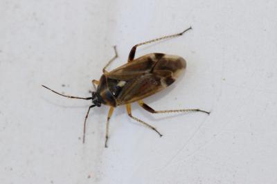  Harpocera thoracica (Fallén, 1807)