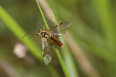  Tenthredopsis A. Costa, 1859