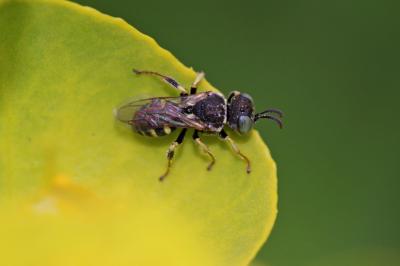  Oxybelus Latreille, 1796