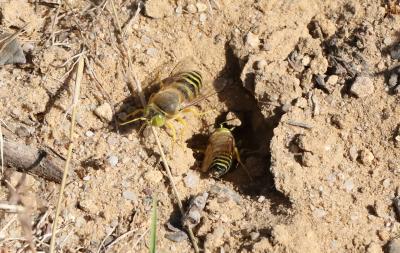  Bembix rostrata (Linnaeus, 1758)
