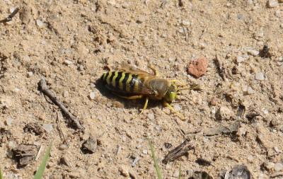  Bembix rostrata (Linnaeus, 1758)