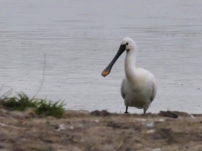 Spatule blanche Platalea leucorodia Linnaeus, 1758