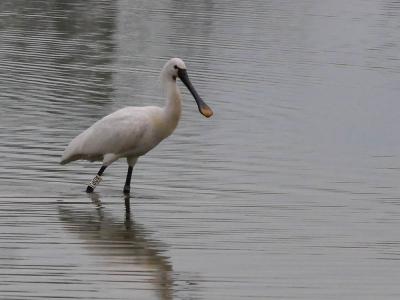 Spatule blanche Platalea leucorodia Linnaeus, 1758