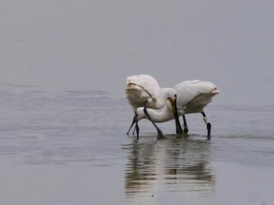 Spatule blanche Platalea leucorodia Linnaeus, 1758