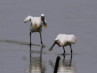 Spatule blanche Platalea leucorodia Linnaeus, 1758