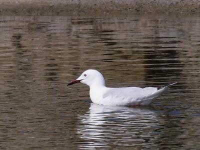 Goéland railleur Chroicocephalus genei (Brême, 1839)