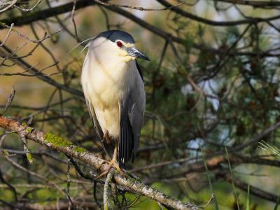 Héron bihoreau, Bihoreau gris Nycticorax nycticorax (Linnaeus, 1758)