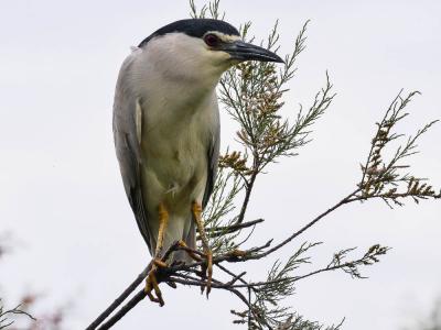 Héron bihoreau, Bihoreau gris Nycticorax nycticorax (Linnaeus, 1758)