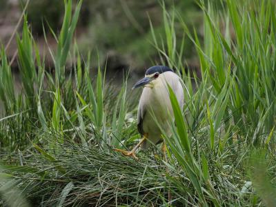 Héron bihoreau, Bihoreau gris Nycticorax nycticorax (Linnaeus, 1758)