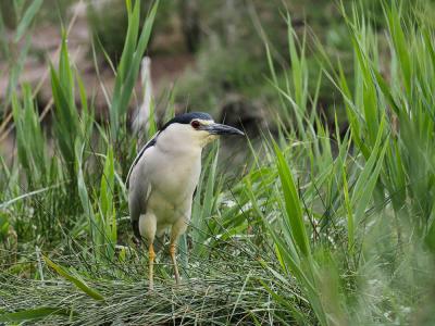 Héron bihoreau, Bihoreau gris Nycticorax nycticorax (Linnaeus, 1758)