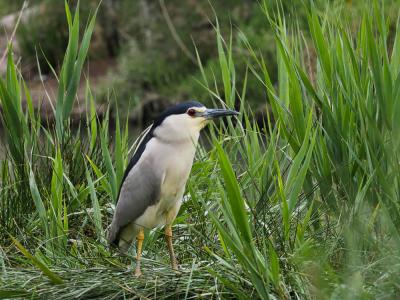 Héron bihoreau, Bihoreau gris Nycticorax nycticorax (Linnaeus, 1758)
