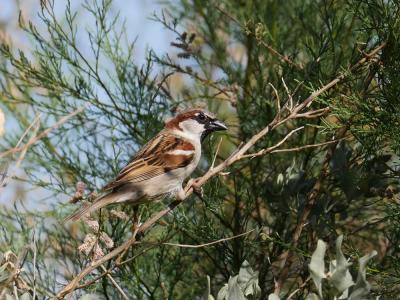 Moineau domestique Passer domesticus (Linnaeus, 1758)