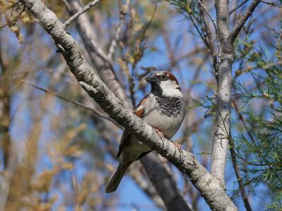 Moineau domestique Passer domesticus (Linnaeus, 1758)