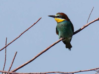 Guêpier d'Europe Merops apiaster Linnaeus, 1758