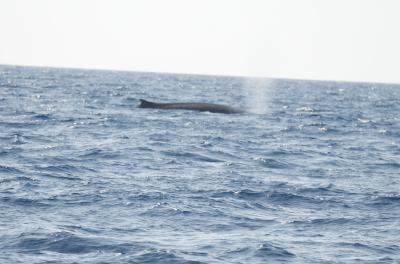 Rorqual bleu, Baleine bleue, Grand rorqual Balaenoptera musculus (Linnaeus, 1758)