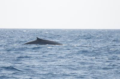 Rorqual bleu, Baleine bleue, Grand rorqual Balaenoptera musculus (Linnaeus, 1758)
