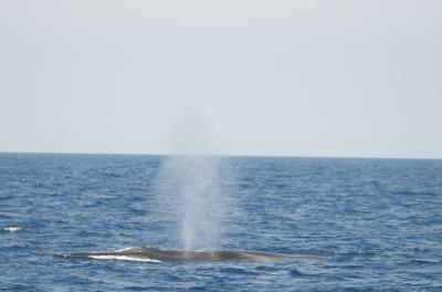 Rorqual bleu, Baleine bleue, Grand rorqual Balaenoptera musculus (Linnaeus, 1758)