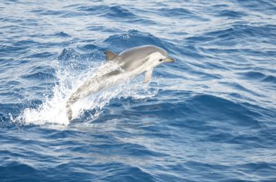 Dauphin bleu et blanc Stenella coeruleoalba (Meyen, 1833)