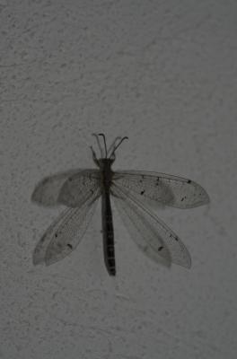 Fourmillion longicorne Distoleon tetragrammicus (Fabricius, 1798)