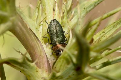  Anthaxia hypomelaena (Illiger, 1803)