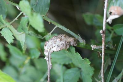  Diastrophus rubi (Bouché, 1834)