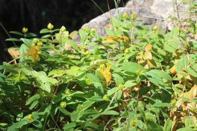 Millepertuis calycinal Hypericum calycinum L., 1767