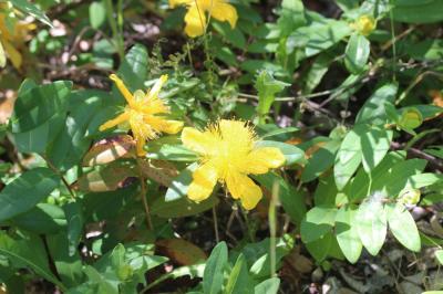 Millepertuis calycinal Hypericum calycinum L., 1767