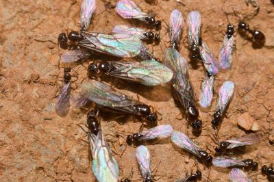  Plagiolepis pygmaea (Latreille, 1798)