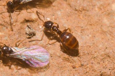  Plagiolepis pygmaea (Latreille, 1798)