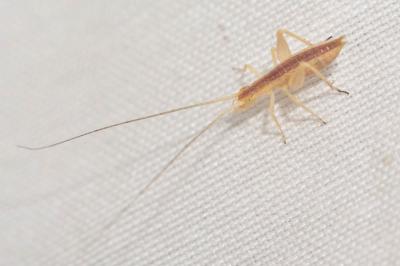 Grillon d'Italie, Oecanthe transparent, Grillon tr Oecanthus pellucens (Scopoli, 1763)