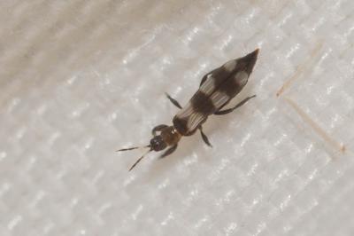  Aeolothrips 