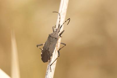  Dicranocephalus agilis (Scopoli, 1763)