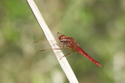 Crocothémis écarlate (Le) Crocothemis erythraea (Brullé, 1832)