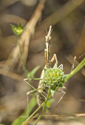 Empuse commune, Diablotin Empusa pennata (Thunberg, 1815)