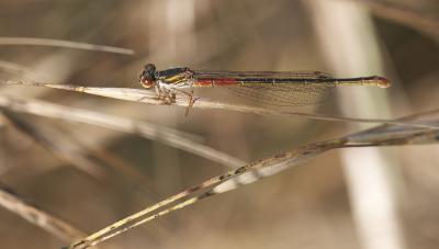 Agrion délicat Ceriagrion tenellum (Villers, 1789)