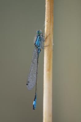 Agrion élégant Ischnura elegans (Vander Linden, 1820)